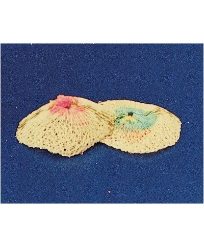 Ferramenta1.com | Sc retina ricambio lampada a gas 2 pz - SC 5