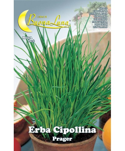 Ferramenta1.com | Semi orto erba cipollina - PZ 10