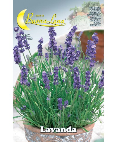 Ferramenta1.com | Semi orto lavanda - PZ 10