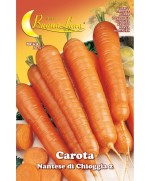 Ferramenta1.com | Semi orto carota di chioggia - PZ 10