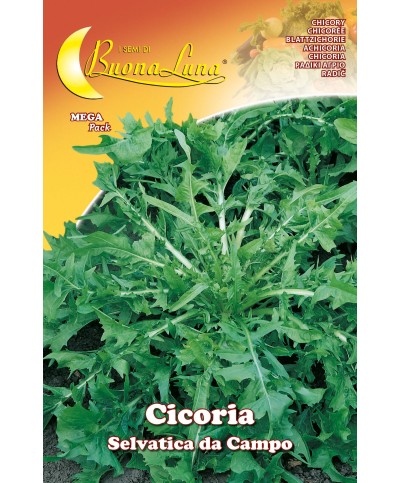 Ferramenta1.com | Semi orto cicoria selvatica - PZ 10