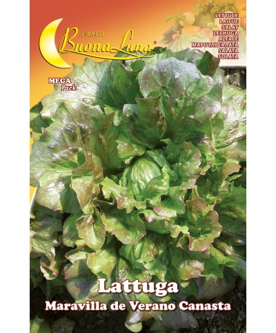 Ferramenta1.com | Semi orto lattuga canasta - PZ 10